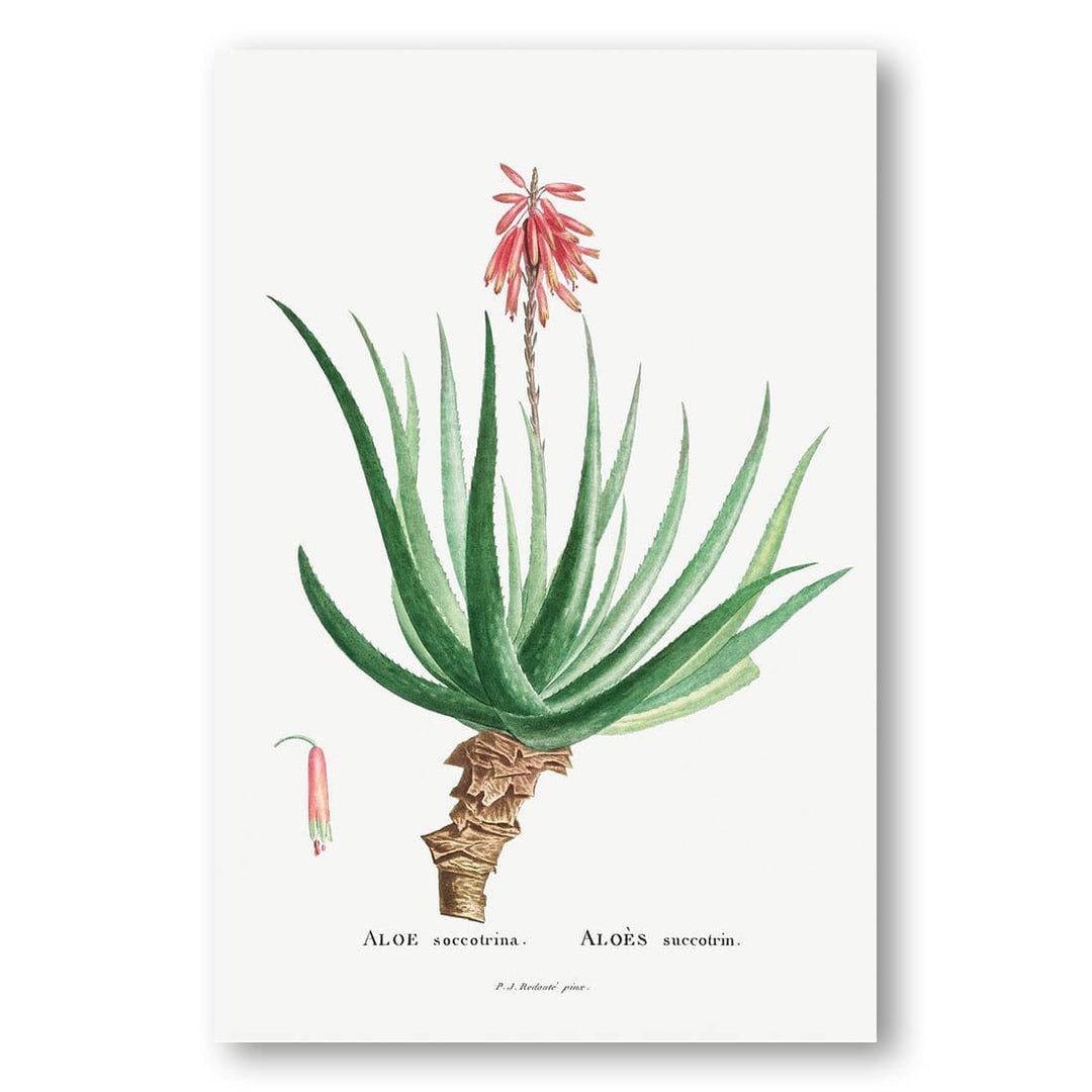 Aloe Socotrina by Pierre-Joseph Redoute Art Print