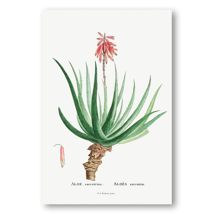 Aloe Socotrina by Pierre-Joseph Redoute Art Print