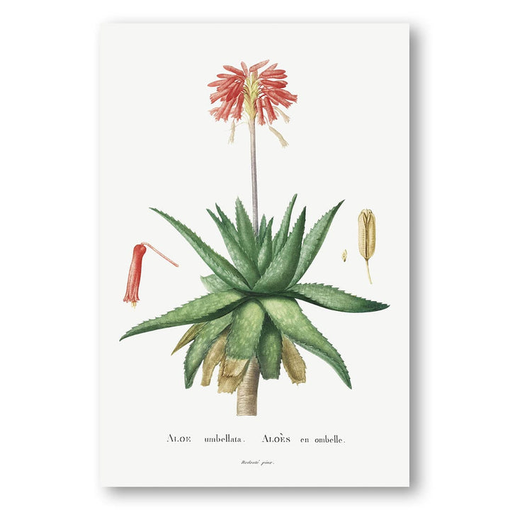 Aloe Umbellata Art Print