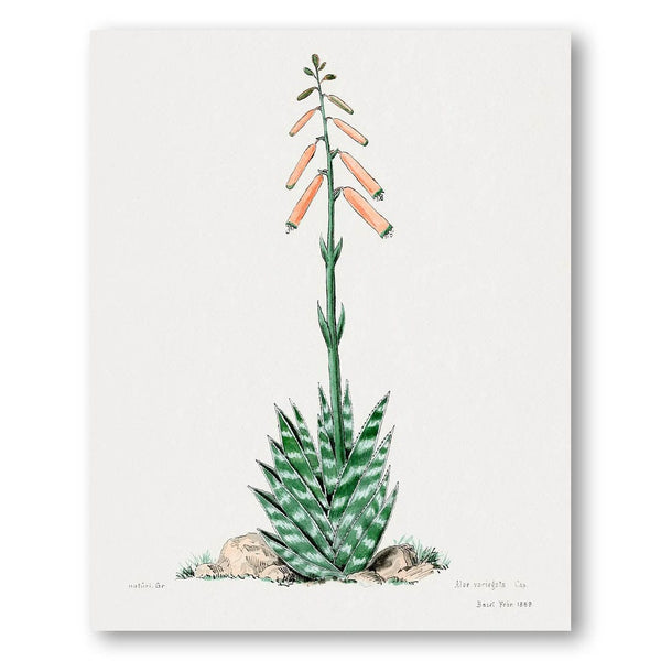 Aloe Vera Familie Der Cacteen Art Print