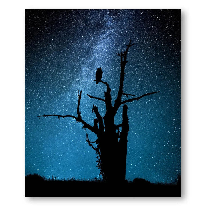 Owl Starry Night Sentinel Photo Print