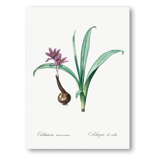 Alpine Autumn Crocus by Pierre Joseph Redoute Art Print