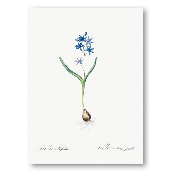 Alpine Squill by Redouté Art Print