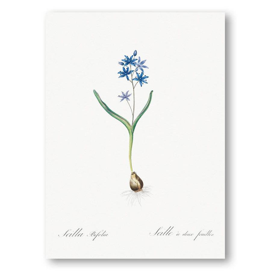 Alpine Squill by Redouté Art Print