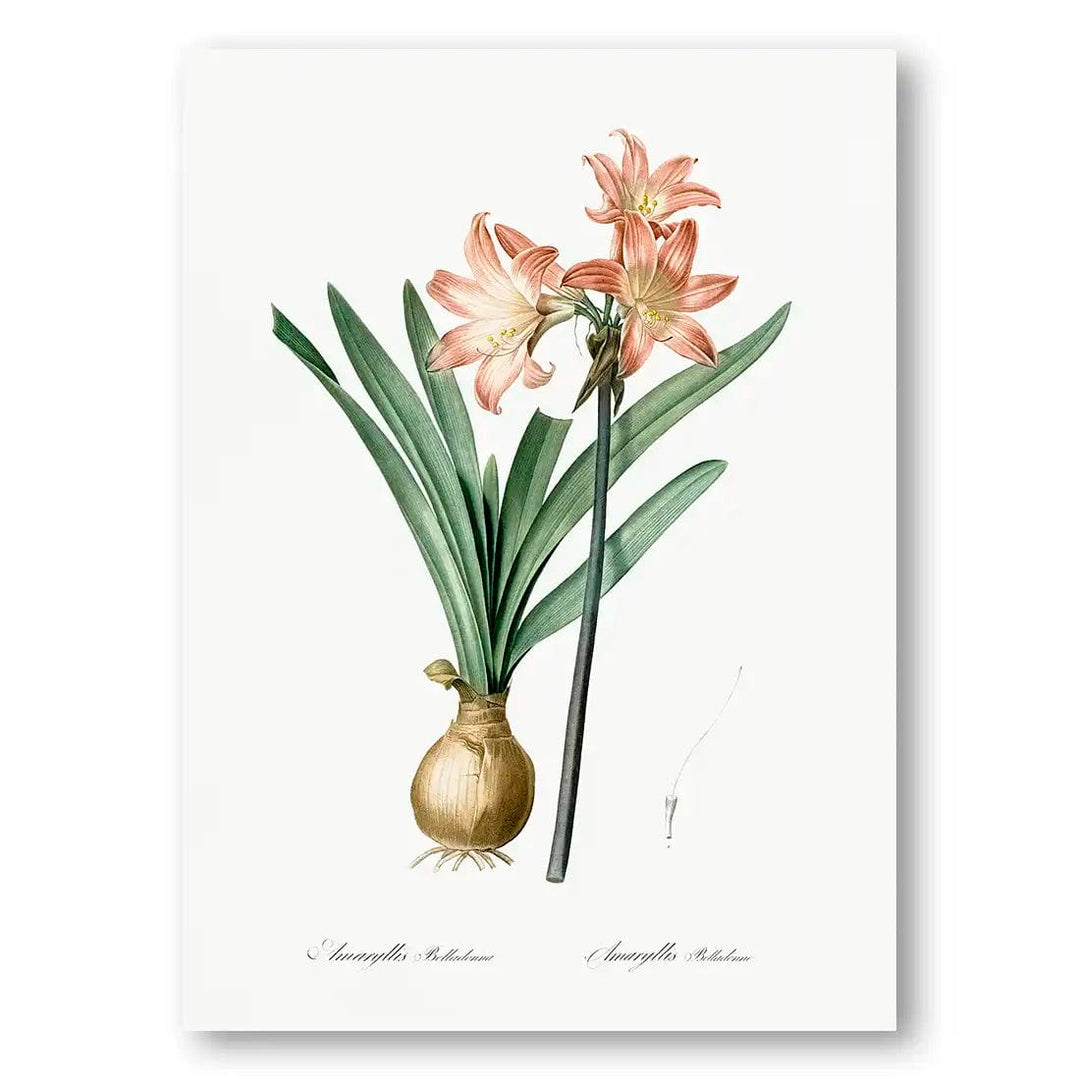 Amaryllis Belladonna Flower Art Print