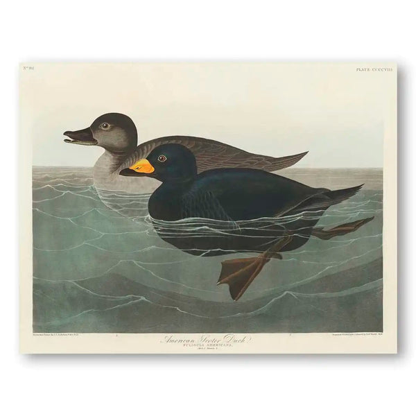 American Pied-billed Grebes by John James Audubon Two Grebes With Golden Bill Vintage Art Print