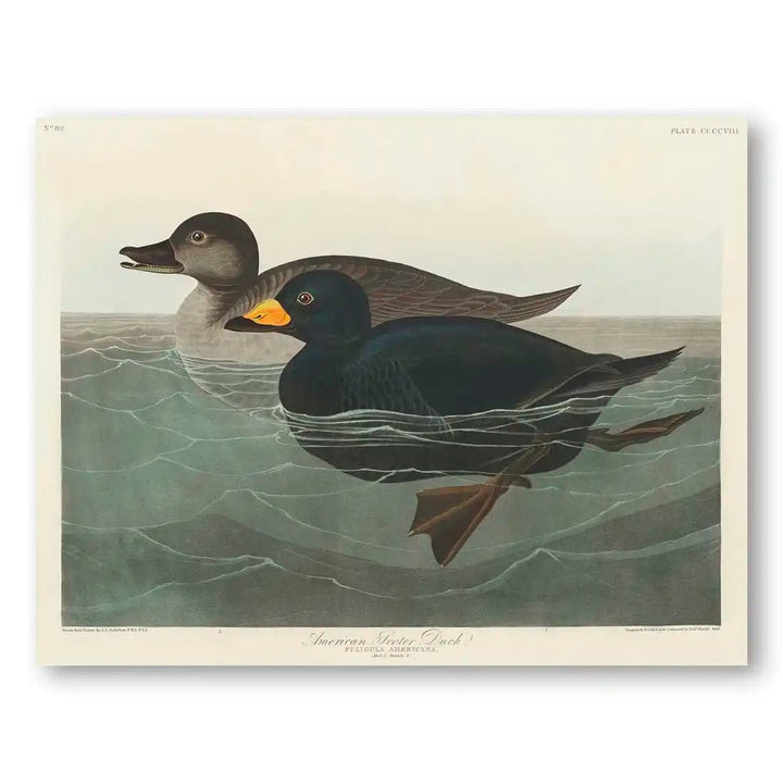 American Pied-billed Grebes by John James Audubon Vintage Art Print