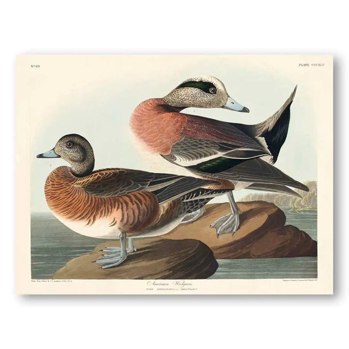 American Widgeons by John James Audubon Art Print