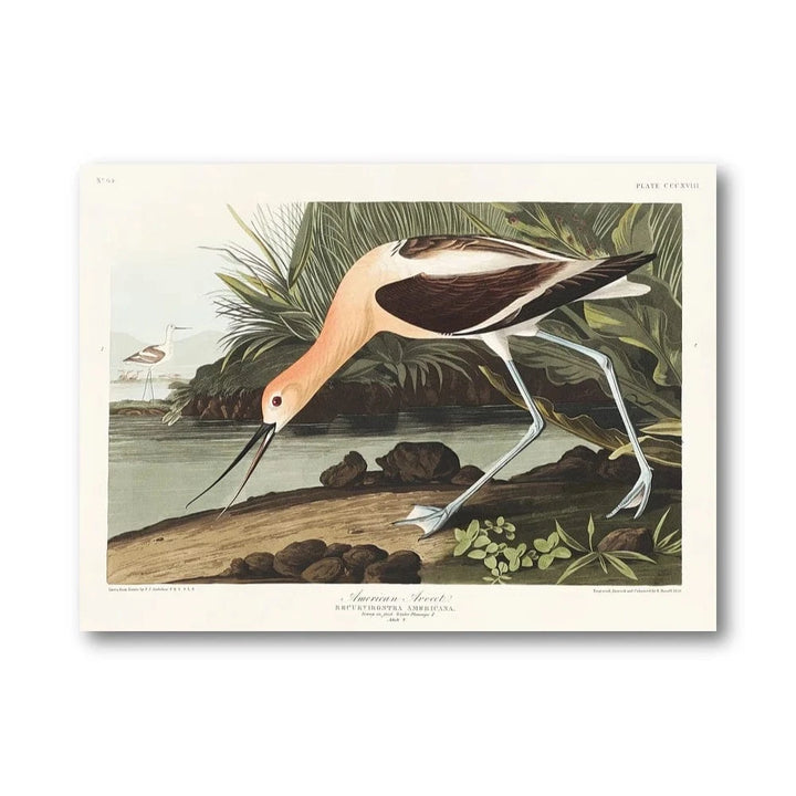 American Avocet Art Print