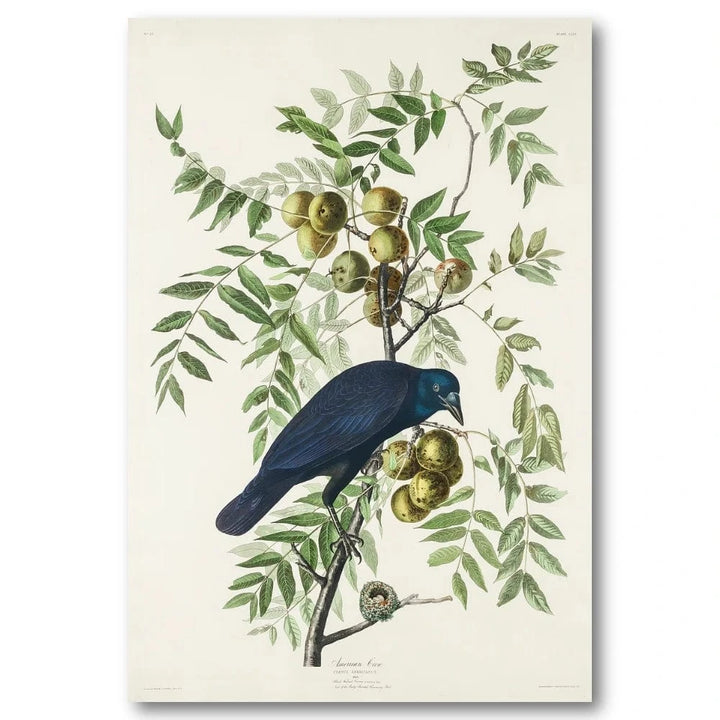 American Crow Audubon Art Print