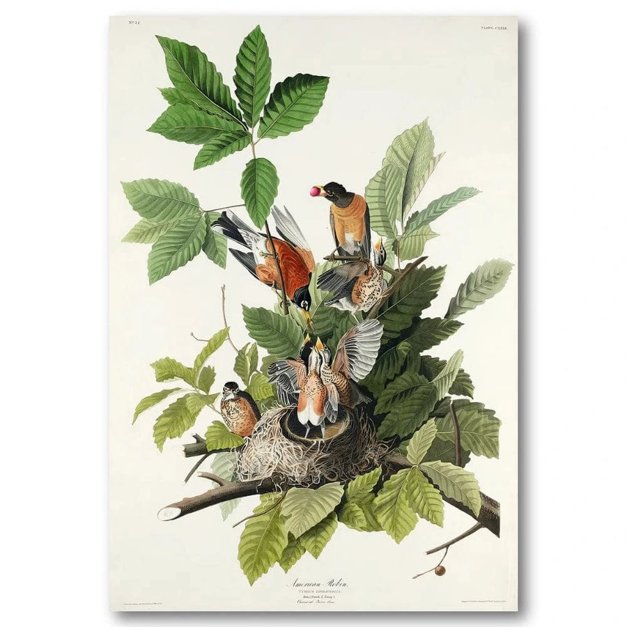 American Robin Audubon Art Print