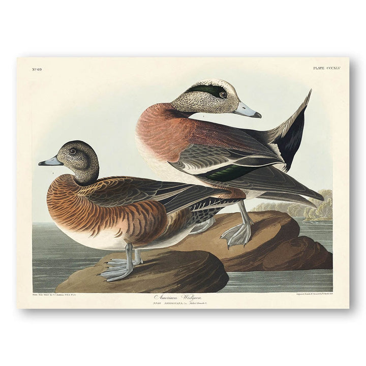 American Widgeons by John James Audubon Vintage Art Print