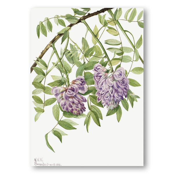 American Wisteria Art Print