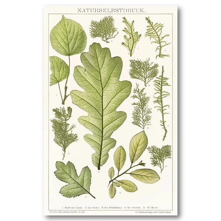 Vintage Botanical Leaves Illustration Art Print