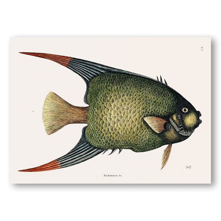 Angel Fish by Mark Catesby Art Print
