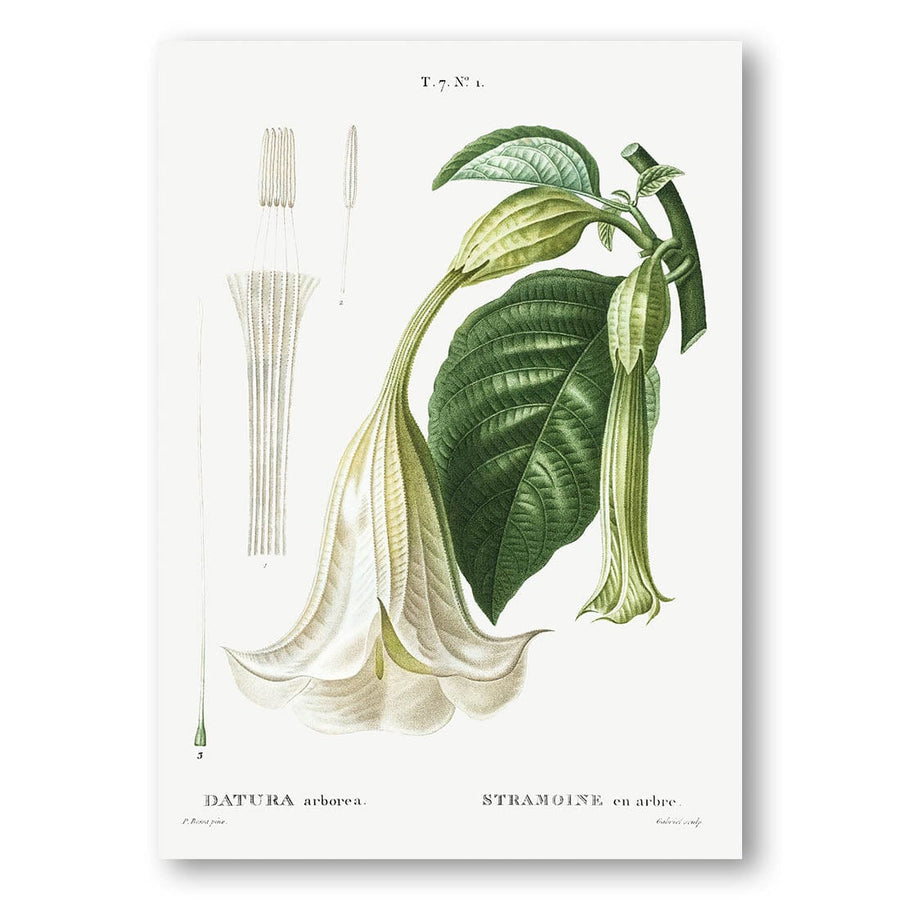 Pair of White Vintage Botanical Art Prints in a room setting
