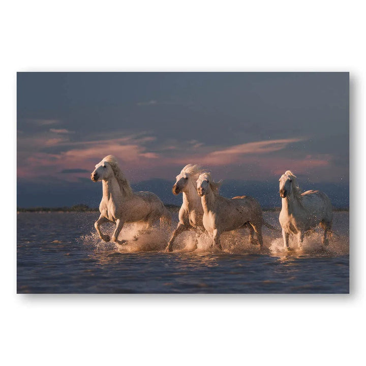 Horses of Camargue Twilight Photo Print