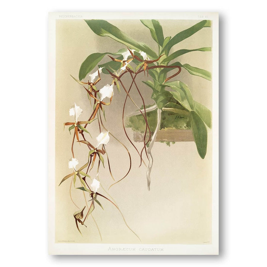 Angraecum caudatum by Frederick Sander Art Print