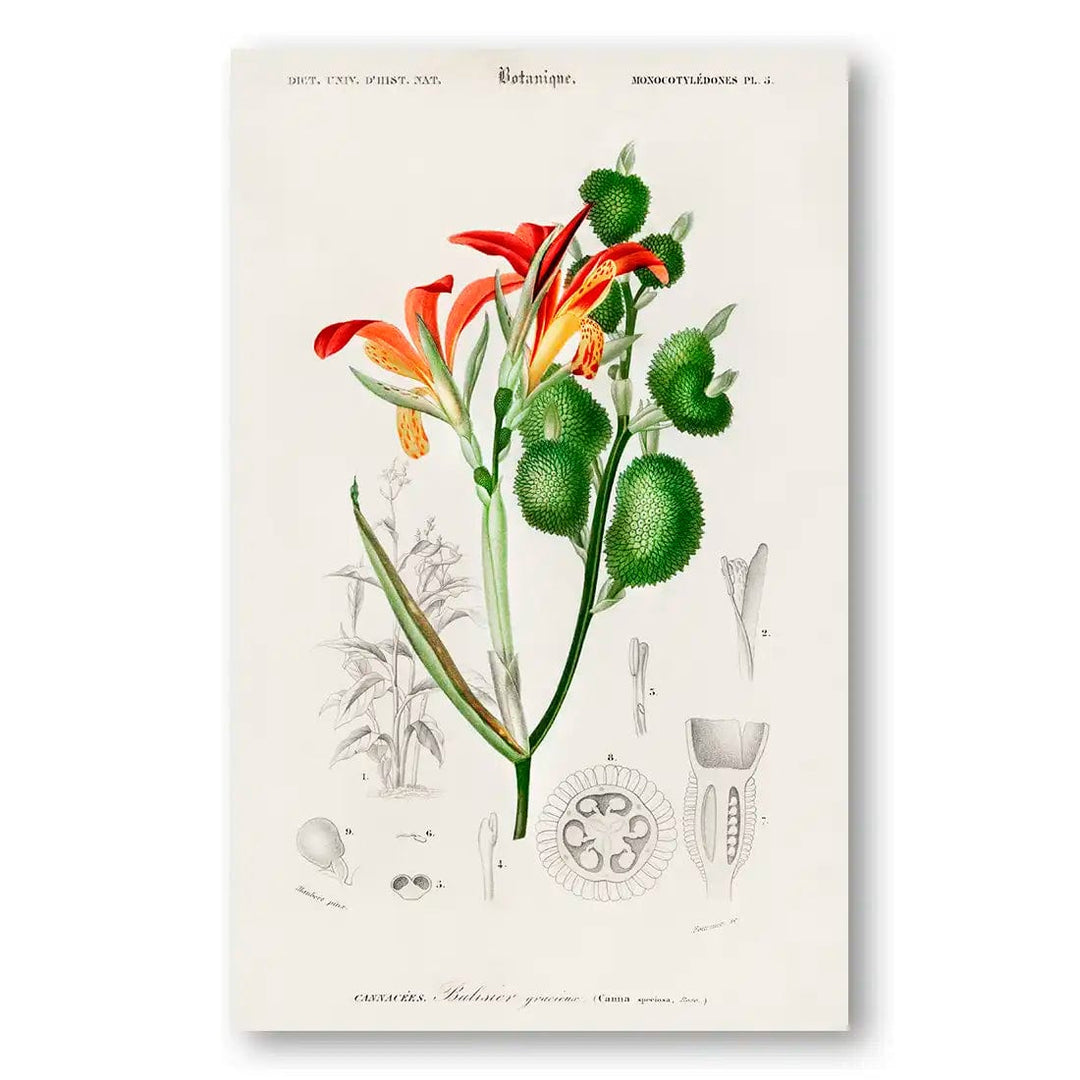 Anna Speciosa Vintage Botanical Art Print