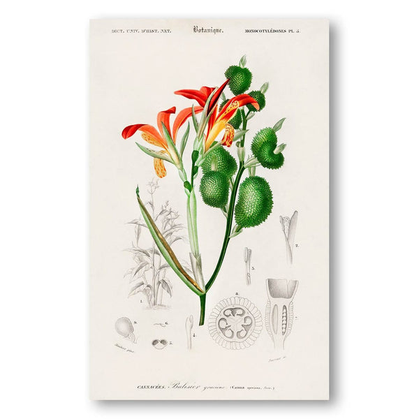 Anna speciosa Illustrated by Charles Dessalines D Orbigny Art Print