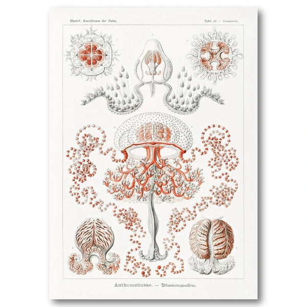 Anthomedusae by Ernst Haeckel Art Print