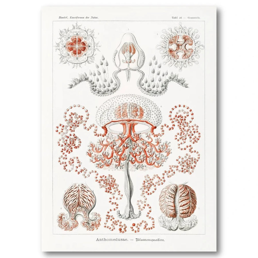 Anthomedusae by Ernst Haeckel Art Print