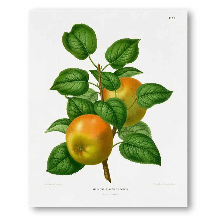 Apple Senkyrke by Wendel Art Print