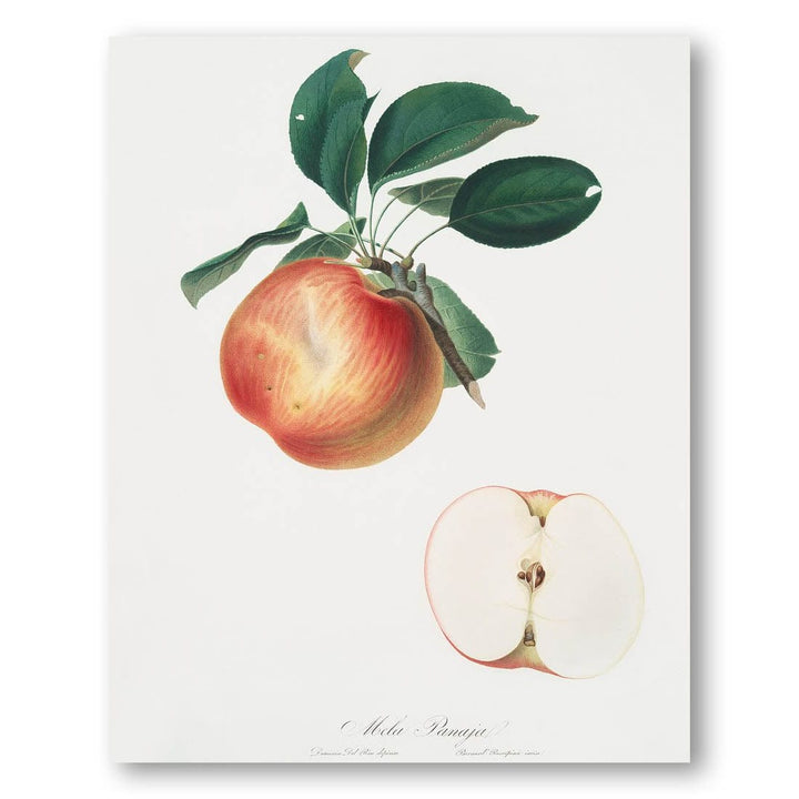 Apple by Giorgio Gallesio Art Print