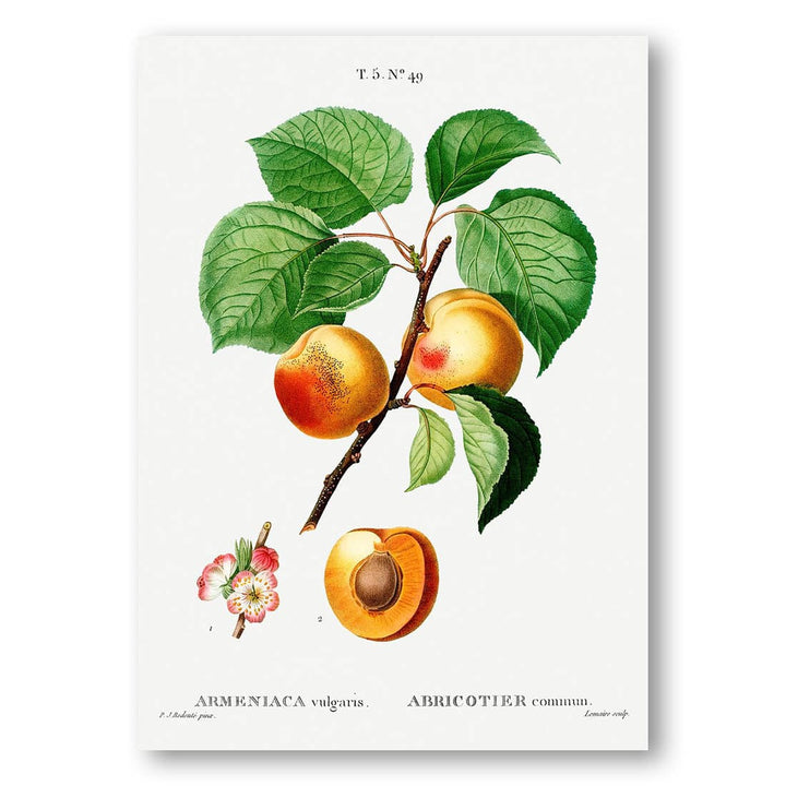 Apricot Branch by Lemieur Art Print