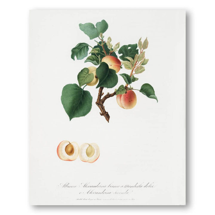 Apricot by Giorgio Gallesio Art Print