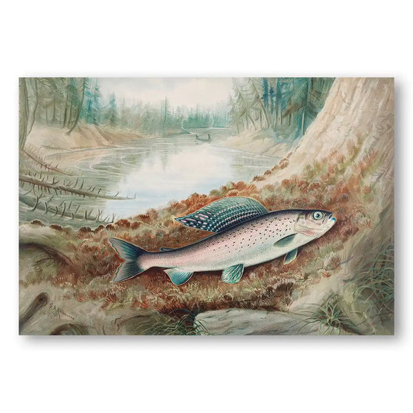 Arctic Grayling By Samuel Kilbourne Vintage Fish Art Print