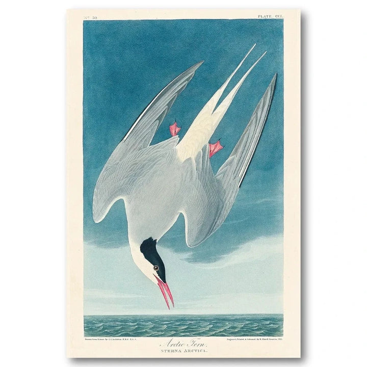 Arctic Tern Audubon Art Print
