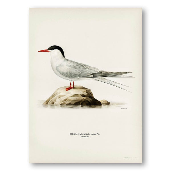Arctic Tern by von Wright Art Print