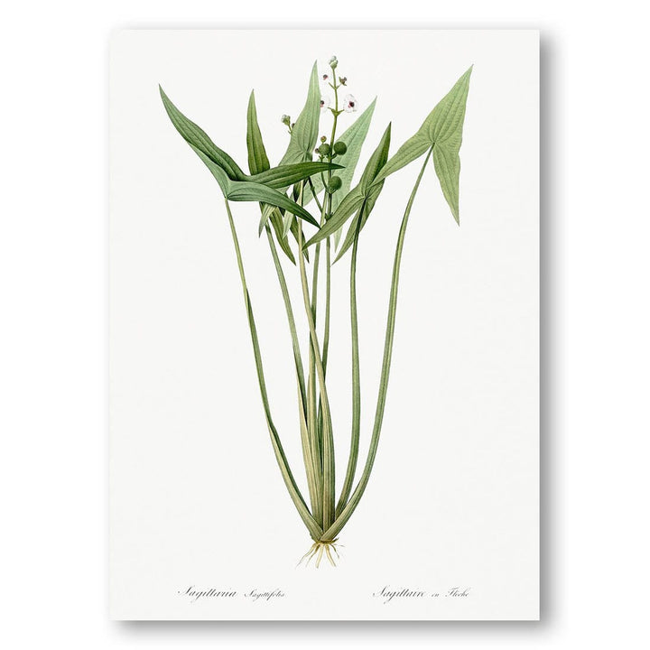 Arrowhead by Pierre-Joseph Redouté Art Print 1