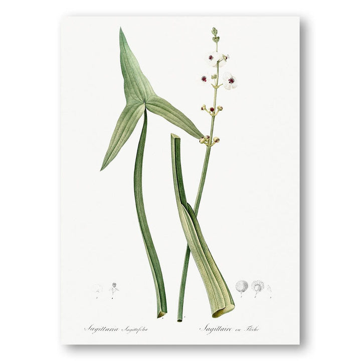 Arrowhead Illustration by Pierre-Joseph Redouté Art Print 2