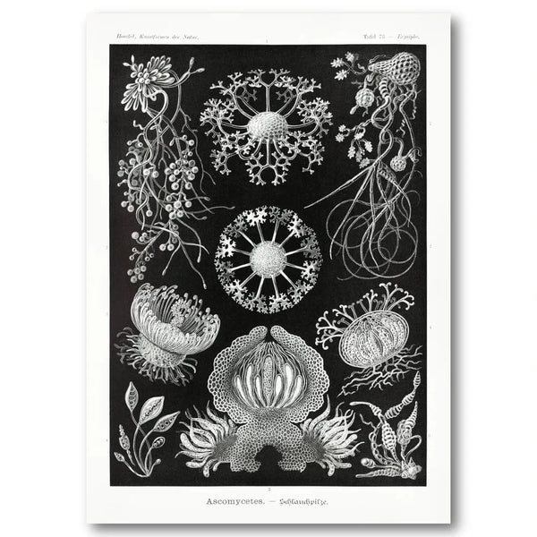 Ascomycetes by Ernst Haeckel Art Print