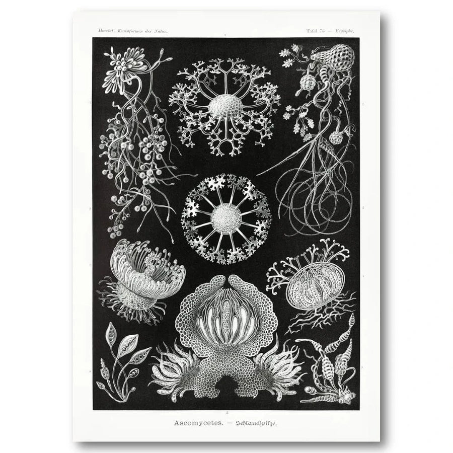 Ascomycetes by Ernst Haeckel Art Print