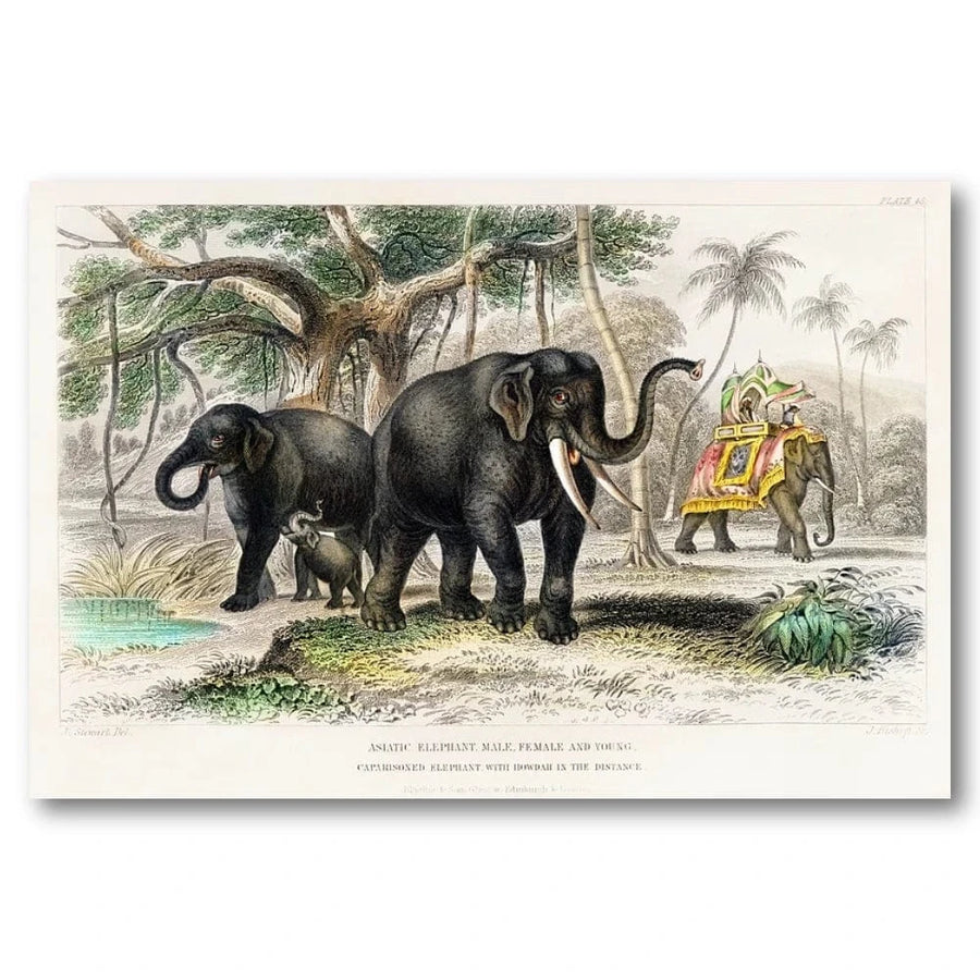 Asiatic Elephants by F. Howard Art Print