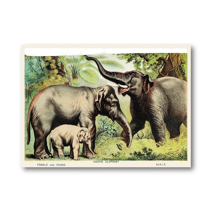 Asiatic Elephant Family Art Print