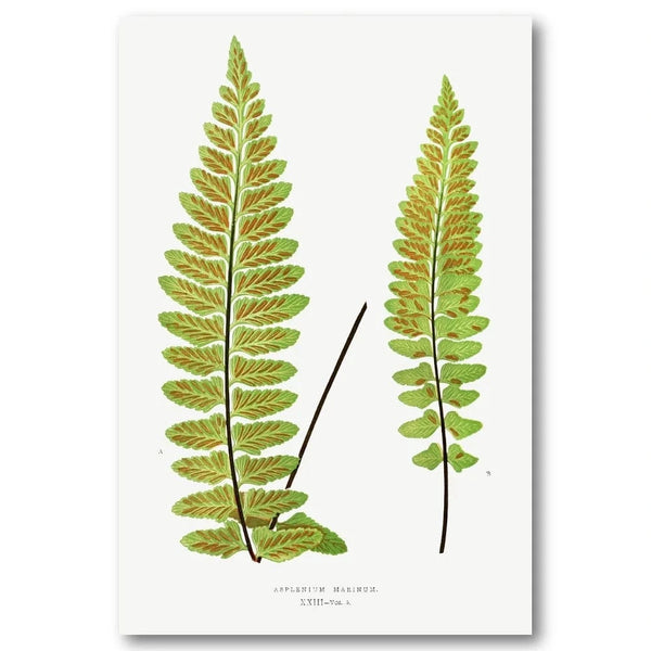 Sea Spleenwort Botanical Art Print