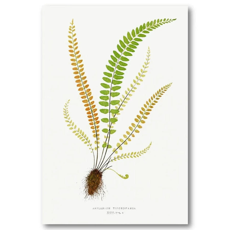 Asplenium Trichomanes Botanical Art Print