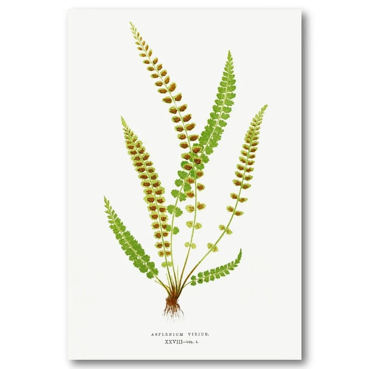 Asplenium Viride Botanical Art Print