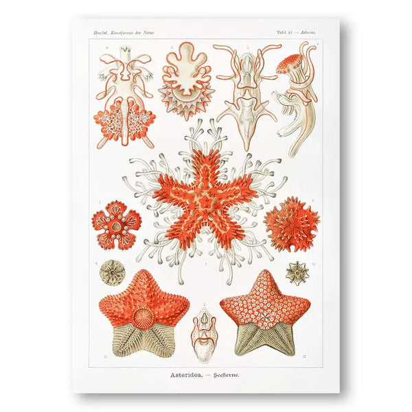 Asteridea Seesterne Vintage Starfish Art Print