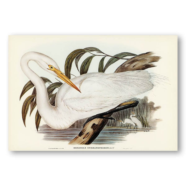 Australian Egret by Elizabeth Gould Art Print