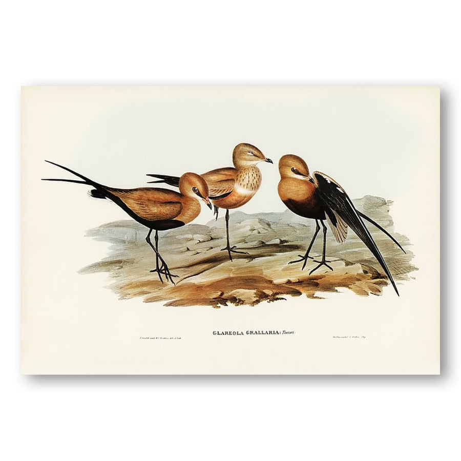 Australian Pratincole by Elizabeth Gould Art Print