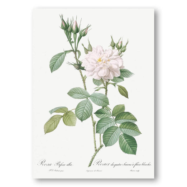 Autumn Damask Rose Art Print