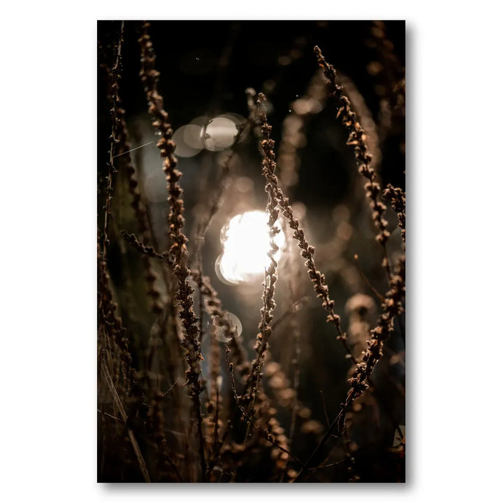 Autumn Lights 2 Photo Print