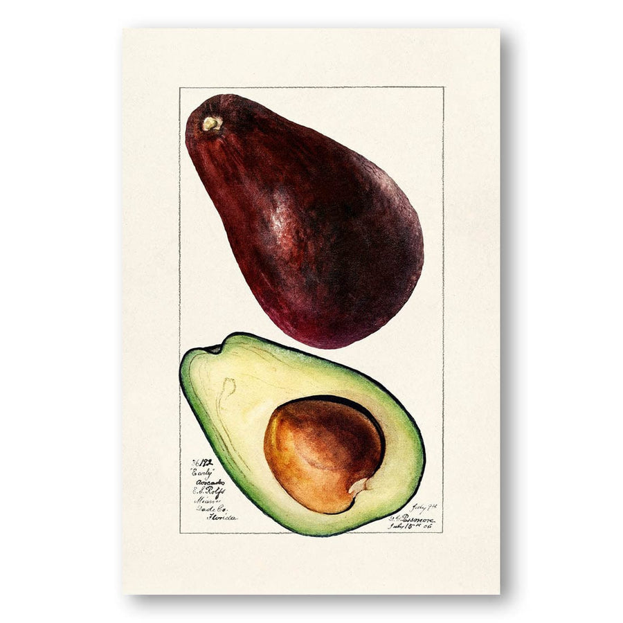 Avocado by Amanda Almira Newton Whole Fruit With Cross-Section Art Print
