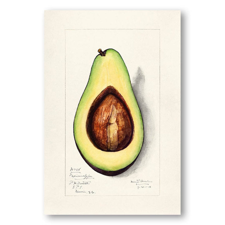 Avocado by Amanda Almira Newton Art Print