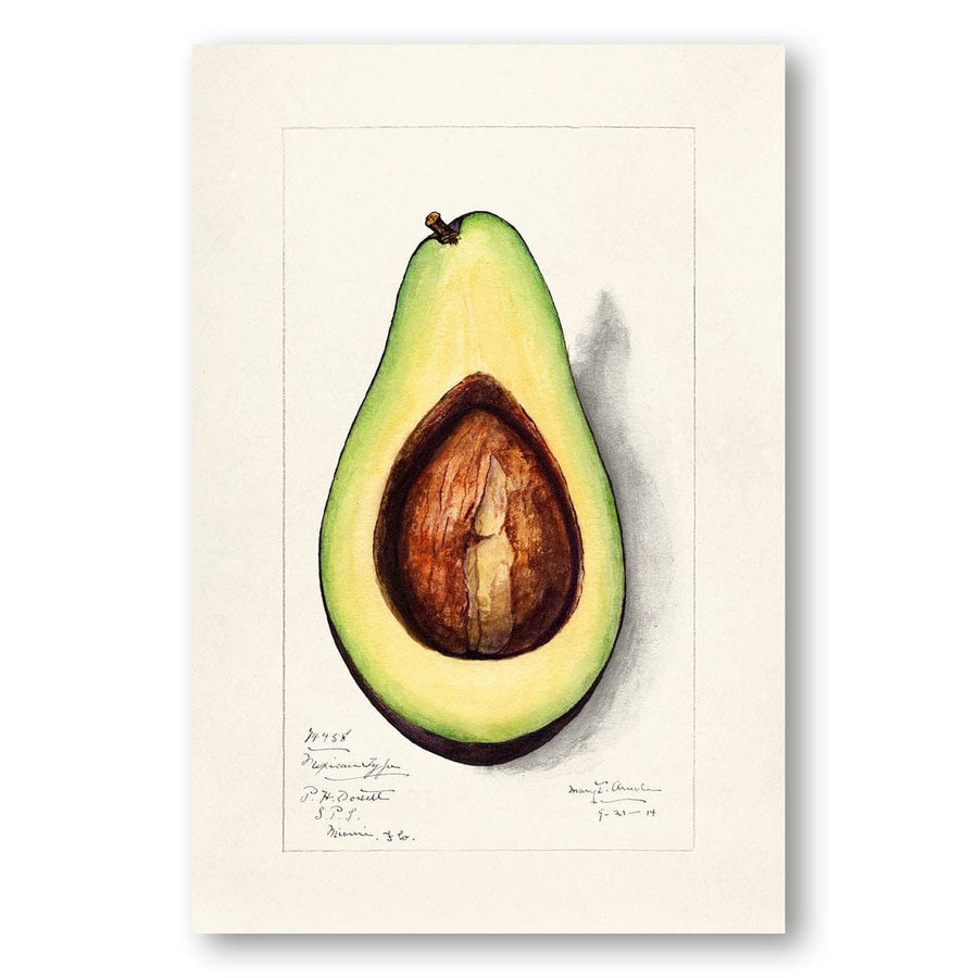 Avocado by Amanda Almira Newton Halved Fruit With Prominent Pit Art Print